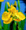 Nőszirom (Iris pseudocorus)